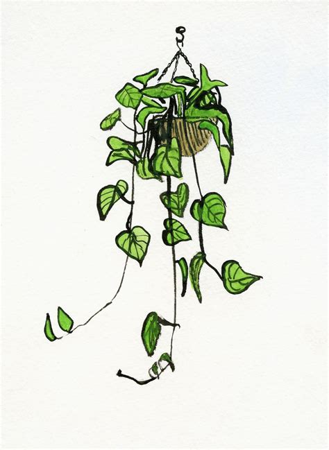 A Drawing Of A Hanging Plant With Green Leaves