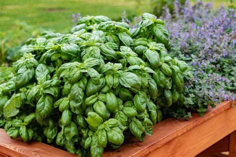 How To Grow Basil Indoors And Out • The Garden Glove