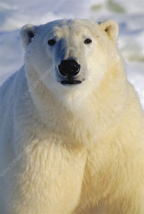 Polar Bear Head Churchill Manitoba Canada Stock Image F0231809