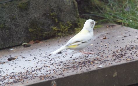 Ceredigion Birds Little White Bird