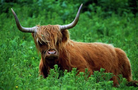 Highland Cow In Meadow Scottish Photograph By Animal Images