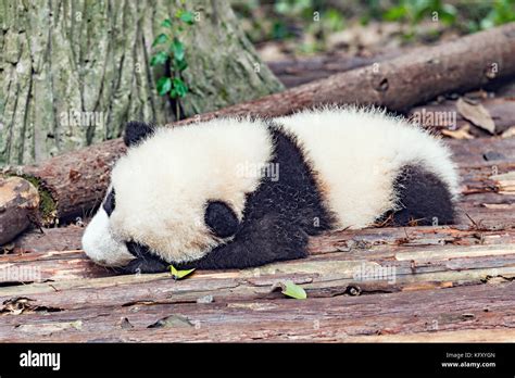 Baby Of Giant Panda Sleeps In The Park Stock Photo Alamy