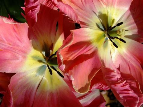 Free Images Blossom Flower Petal Pink Flora Lys Macro