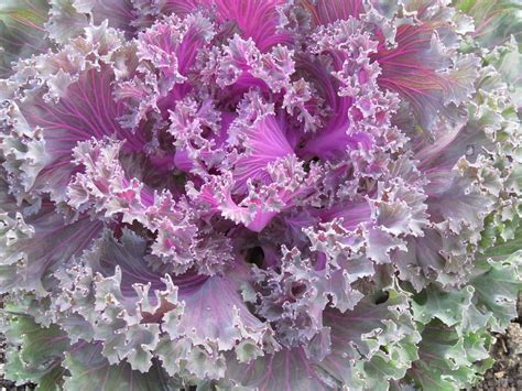 Flowering Kale 2 Photograph By Cindy Kellogg Pixels