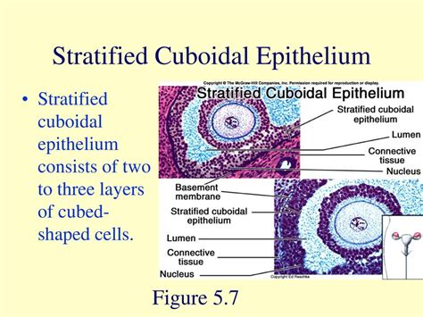 Powerpoint Presentation To Accompany Holes Human Anatomy And Physiology 9e By Shier Butler