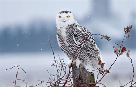 Winter Owls Wallpapers Wallpaper Cave