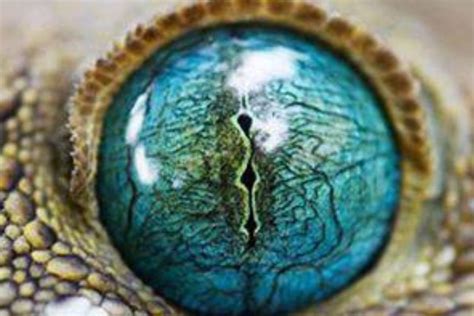 Lizard Eye Reptile Eye Eye Photography Macro Photography Nature