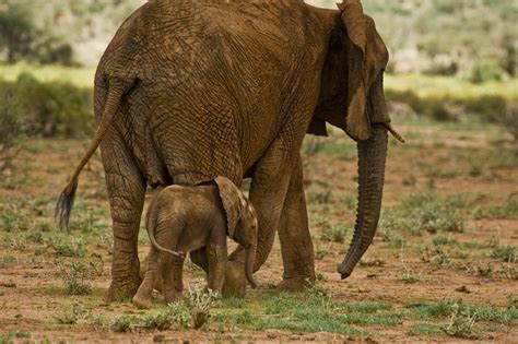 Elephants And Bees Save The Elephants