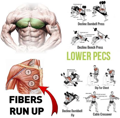 Lower Pecs Exercises Guide