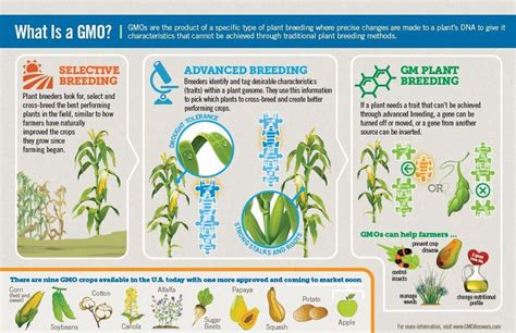 Time To Move Beyond Gmo Controversy And Take Advantage Of