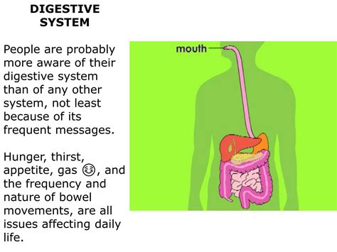 Solution The Digestive System Powerpoint Presentation Studypool