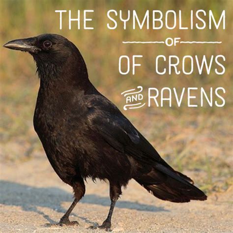 Raven And Crow Symbolism And Meaning Hubpages