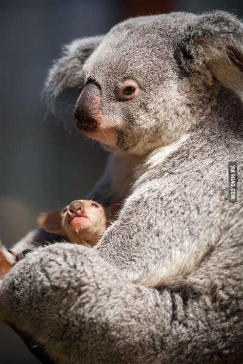 Newborn Koala Cute Animals Baby Animals Animals