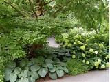 Flowering Shrubs That Like Shade Pictures