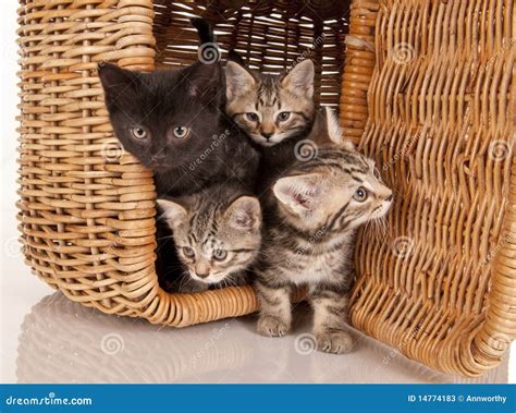 Cute Kittens In A Picnic Basket Stock Photos Image 14774183