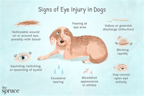 How To Identify Conjunctivitis In Dogs Humanepro By The Humane Society