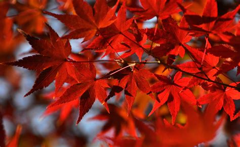 Japan Plant Part Beauty In Nature Orange Color Tree Autumn