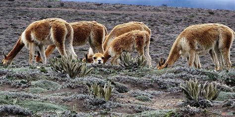 Chimborazo Fauna Reserve Ecuador Travel Guide Adventure Planetandes