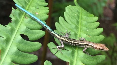 Critically Endangered Blue Tailed Skinks Ted Own Tropical Island As