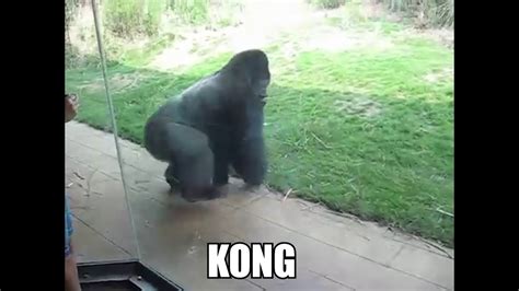 Kong movie is coming out this march 31st, 2021, and people are losing their lizard brains over the possible outcomes of pitting the great godzilla against the mighty king kong. Kong Vs Godzilla Meme Monke : Pin By Alex Bell On My ...