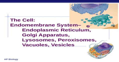 An animal cell is a form of eukaryotic cell that makes up many tissues in animals. AP Biology The Cell: Endomembrane System- Endoplasmic ...
