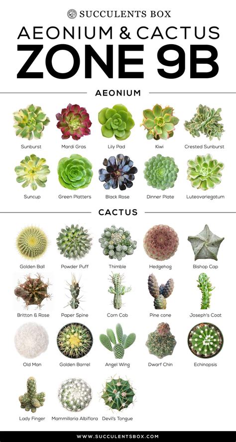 Chart Identify Succulent Plants