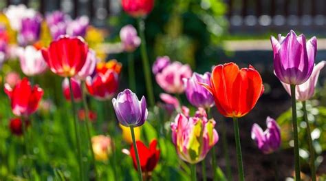 Cómo Plantar Cultivar Y Cuidar Tulipanes