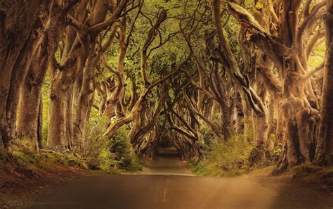 What Was Filmed At The Dark Hedges Love Ireland