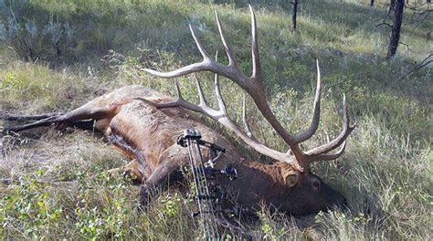 Potential World Record Elk Confirmed An Official Journal Of The Nra
