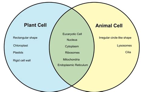 We did not find results for: Animal Vs Plant Cell Diagram Unique Difference Between ...