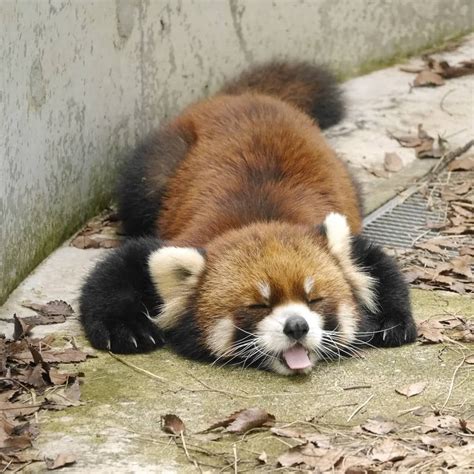 Please Follow Iloveredpandas Cheeky Little Furball Redpanda Panda