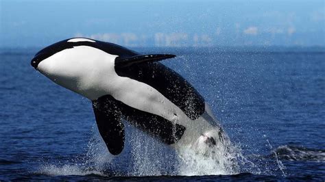 5 Tips For Spotting Killer Whales At Peninsula Valdes In