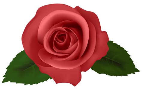 Rose Red Png Clipart
