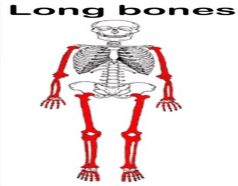 Long Bones In The Human Body
