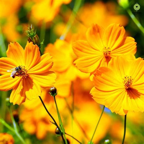 Buy Cosmos Yellow Seeds 20 Seeds Rs20 Sale Online India