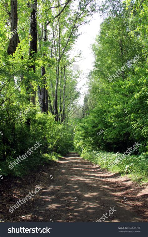 Ground Road In The Forest Perspective View Stock Photo 457624726