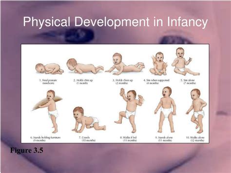 Ppt Infancy Physical Development Powerpoint Presentation Free