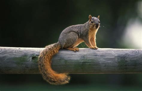 Squirrel Control Missouri Department Of Conservation