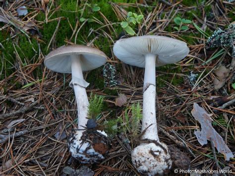 White Mushroom Florida