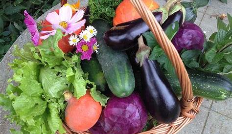 Free photo: Harvest, Vegetables, Food, Nature - Free Image on Pixabay
