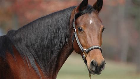 There are thousands of unnatural hair colors, but teal seems to be more appealing and vibrant. Brown Horse With Black Hair HD Horse Wallpapers | HD ...