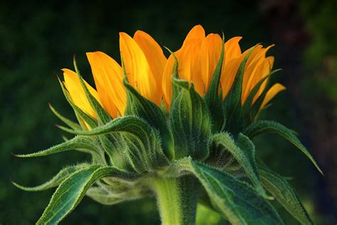 Sunflower Photograph By Lynn Hopwood Fine Art America