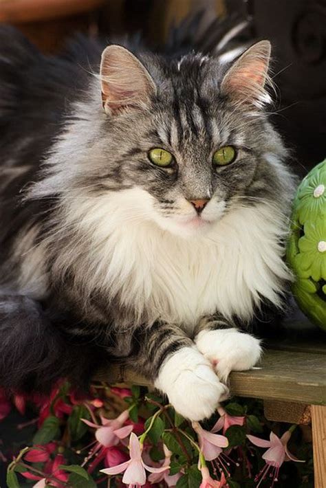 17 Best Images About Beautiful Maine Coon Cats ️ On