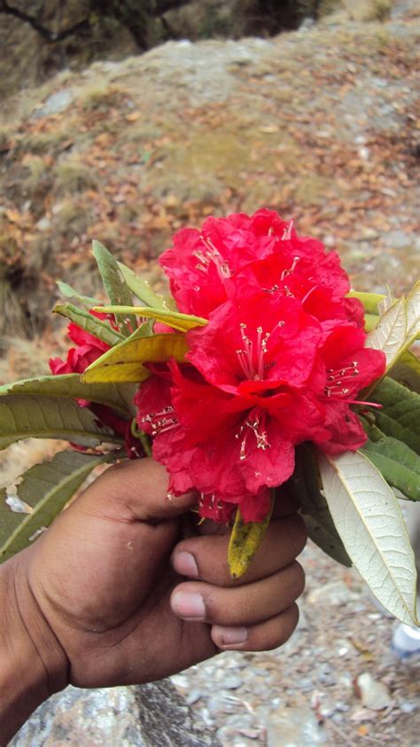 Flower That Blooms Once A Year In Nepal Conchita Ayres