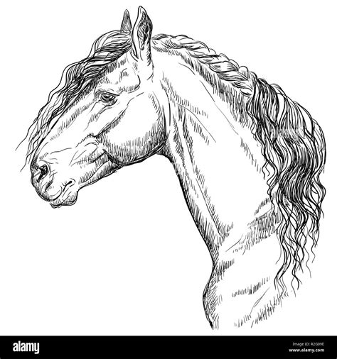 Friesian Horse Portrait Horse Head In Profile In Monochrome Color