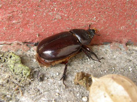 Giant June Bug On The Way To Mindo Steve Settles Flickr