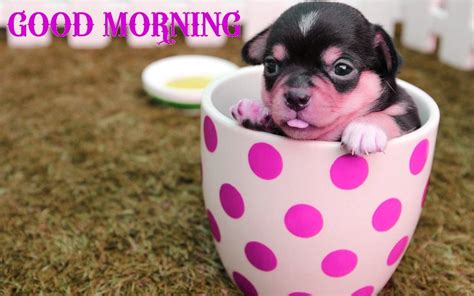 Good Morning With Cute Little Puppy Good Morning Wishes And Images