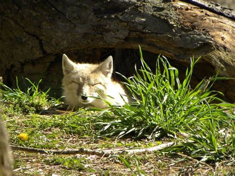 Pin By Endangered Wolf Center On Swift Foxes Swift Fox Animals Fox