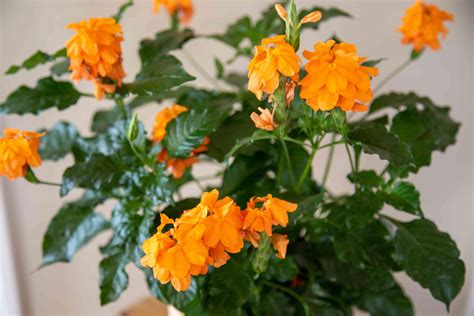 How To Grow And Care For Crossandra Firecracker Flower