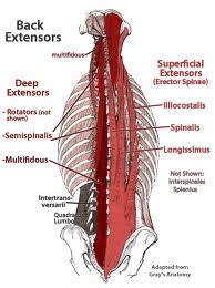 However, it might also feel like a dull ache that moves, a sharp pain in a specific location, or any combination of these painful sensations. iliocostalis, multifidus, spinalis, longissimus | Anatomy and Physiology of the Human Body ...